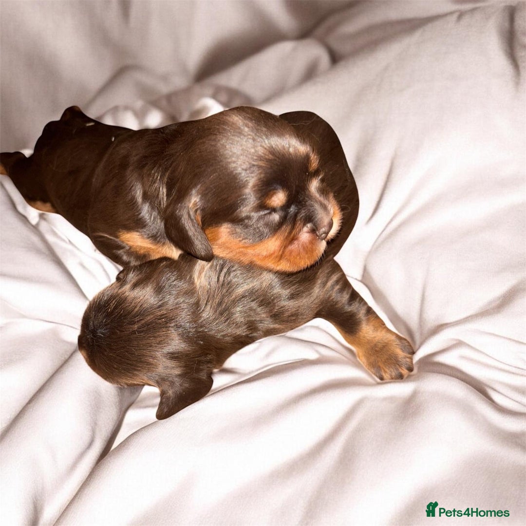 Cavalier King Charles Spaniel dogs for sale: 🌟 Chocolate & Tan Cavalier King Charles🌟  - Advert 2