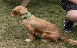 Cocker Spaniel dogs for adoption: Bob needs a loving home  - Advert 28