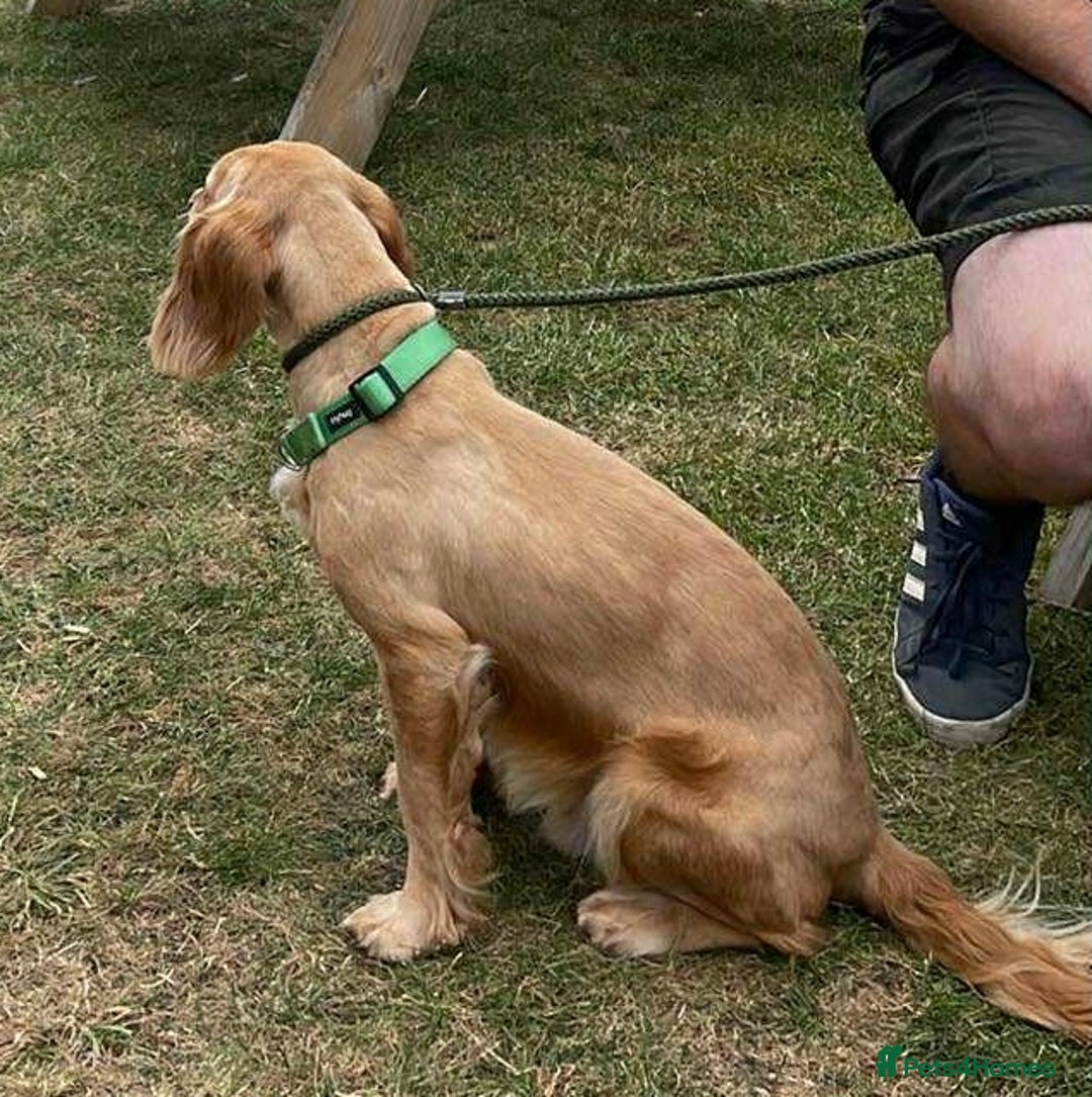 Cocker Spaniel dogs for adoption: Bob needs a loving home  - Advert 28