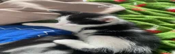 Mixed Breed cats for sale: 4 gorgeous kittens for sale  in Ilminster - Advert 4
