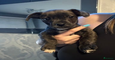 Mixed Breed dogs - Advert 16