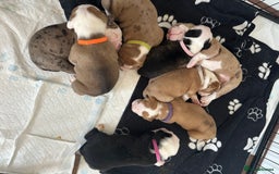 Alapaha Blue Blood Bulldog dogs for sale: IABBR registered Alapaha Blue Blood Bulldogs - Image 24