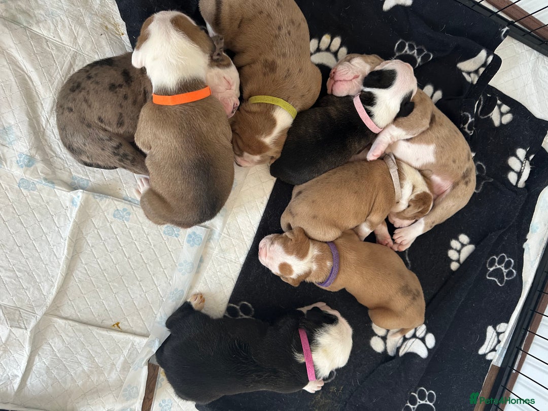 Alapaha Blue Blood Bulldog dogs for sale: IABBR registered Alapaha Blue Blood Bulldogs - Image 24