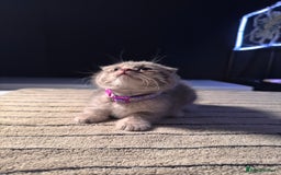 Scottish Fold cats for sale: ⭐️ Beautiful Scottish Folds ⭐️ - Image 3
