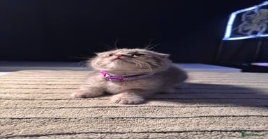 Scottish Fold cats - Advert 12