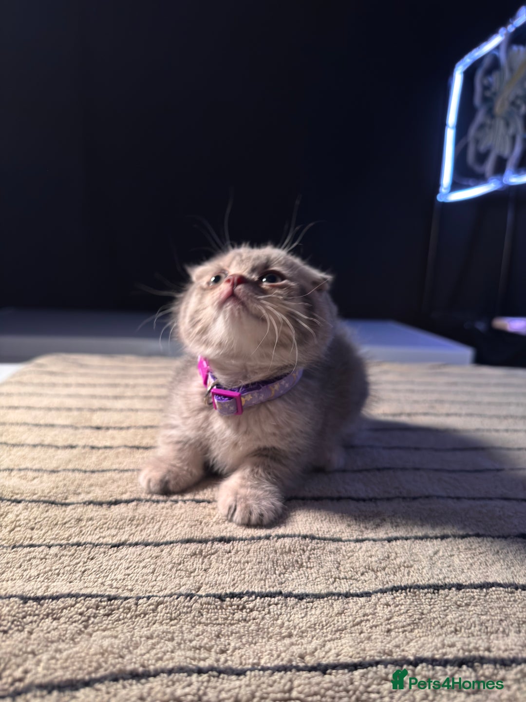 Scottish Fold cats for sale: ⭐️ Beautiful Scottish Folds ⭐️ - Image 3