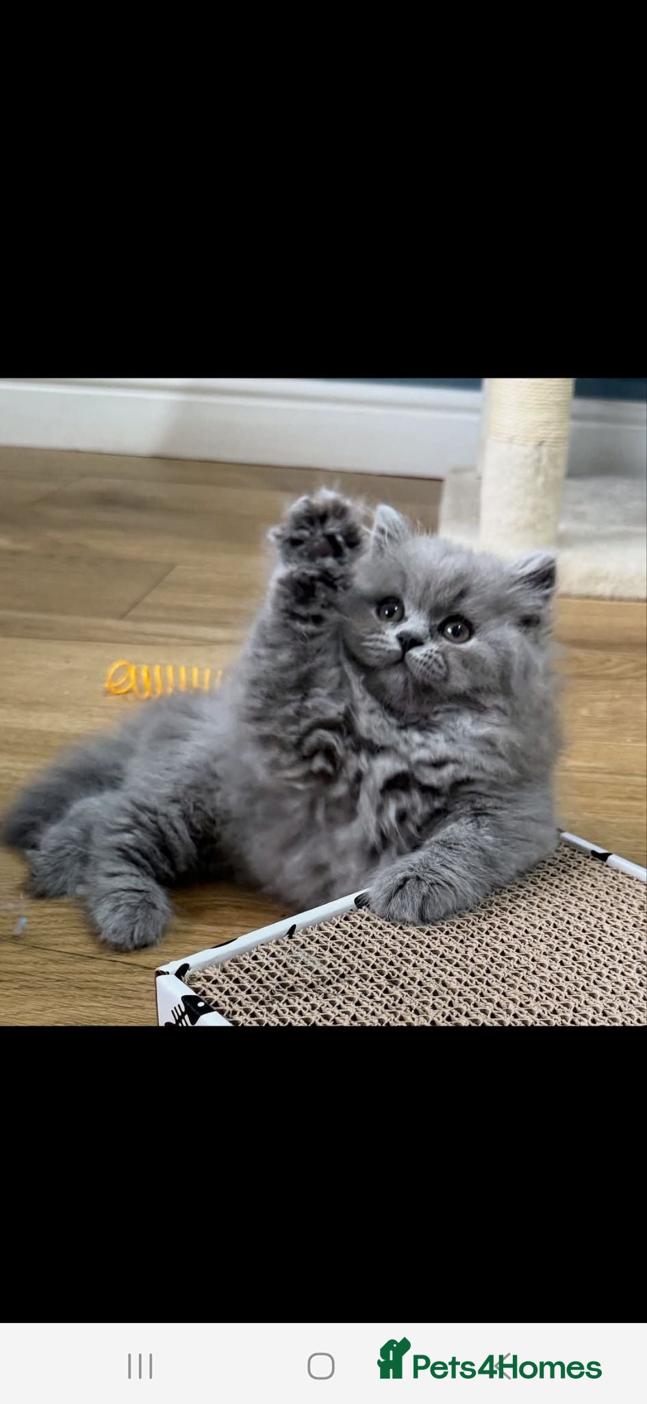 British Longhair cats Exceptional quality GCCF British Longhair  - Advert 1