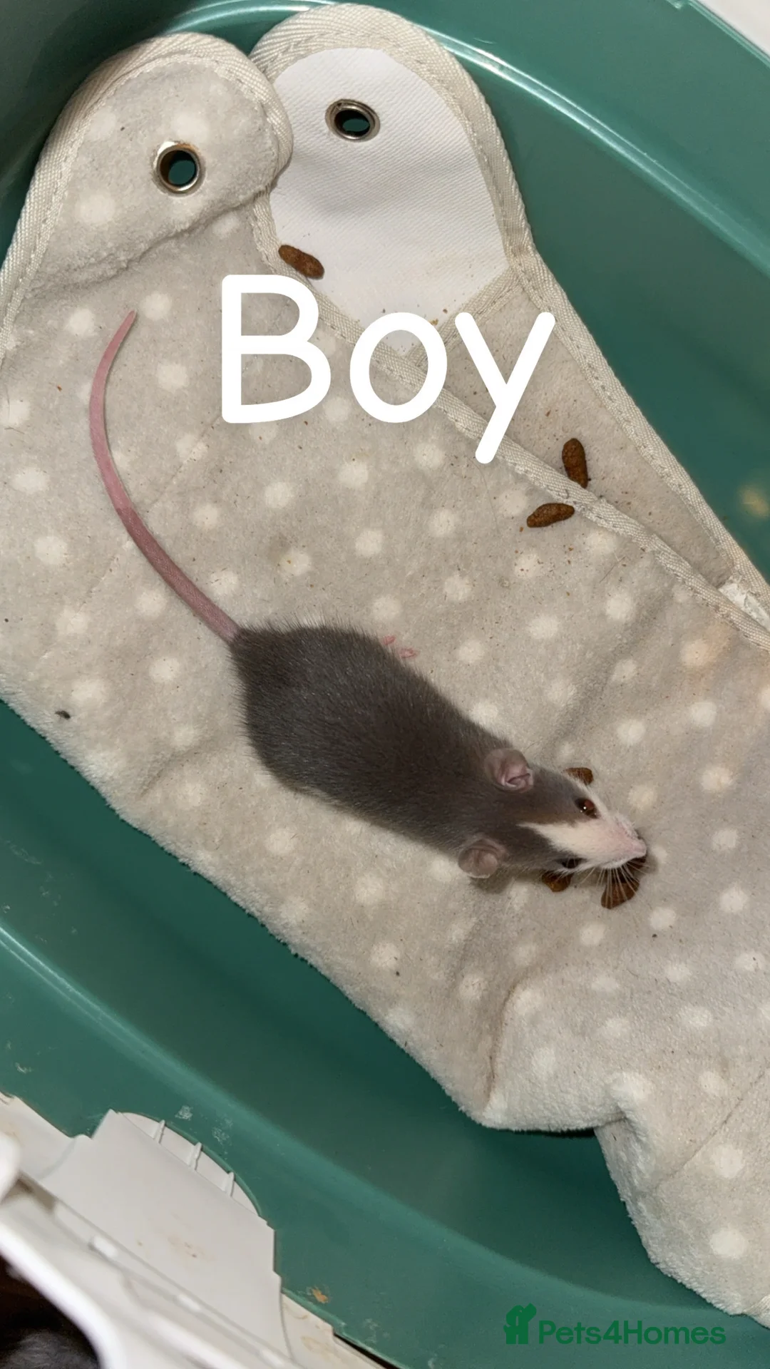 Rat rodents for sale: Baby rats mixed  - Advert 9
