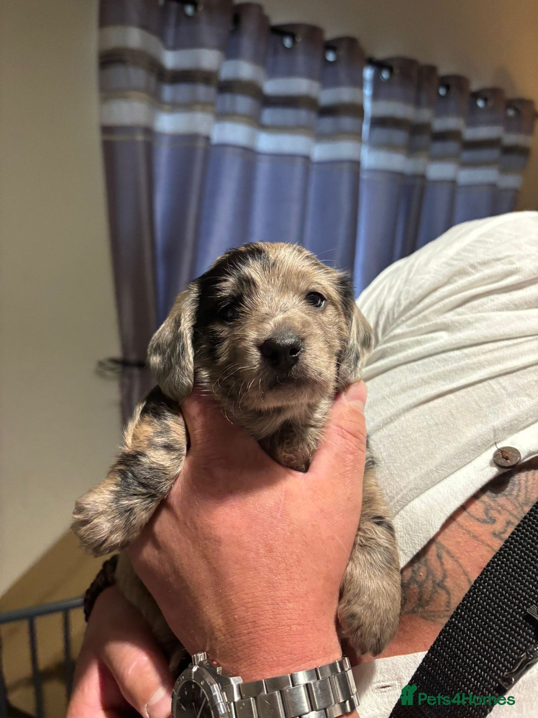 Doxiepoo dogs for sale: Doxiepoo f1 - Image 17