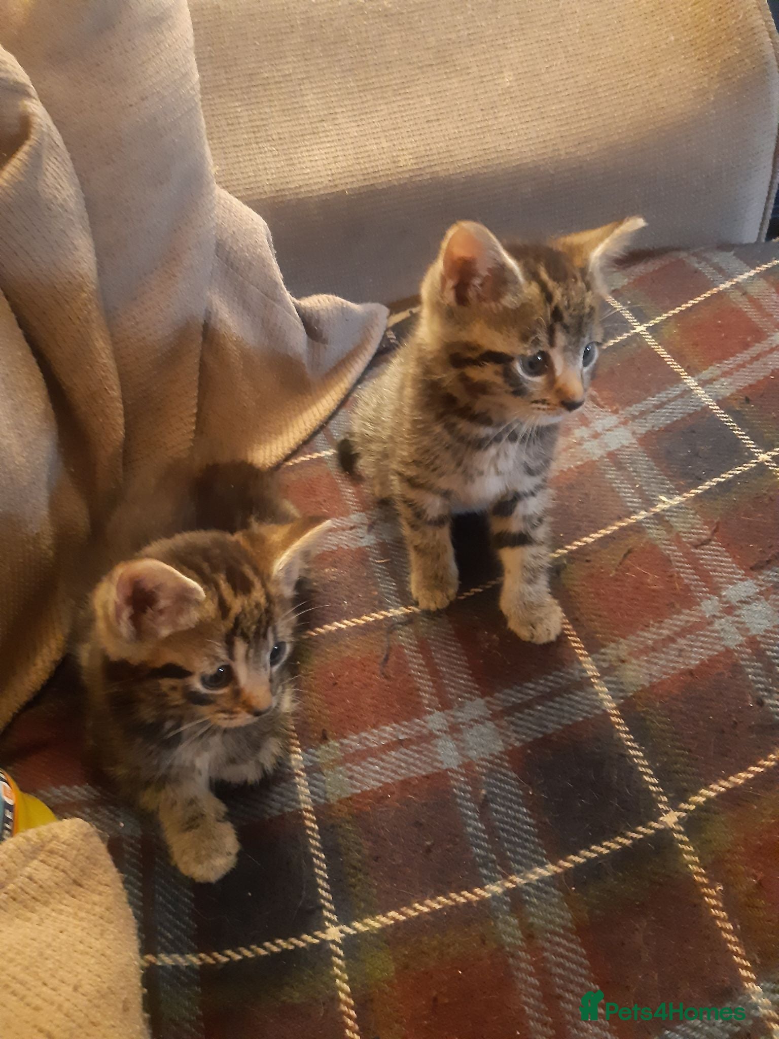 Mixed Breed cats 3 lovely boy kittens for adoption - Advert 1