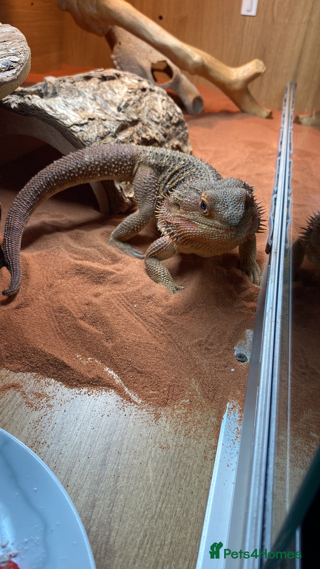 Bearded Dragon reptiles for sale: Male bearded dragon  - Advert 4