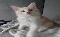 Maine Coon cats for sale: Beautiful X Maine-coon kittens 😸 ♥️ 😍 ❤️ - Image 13