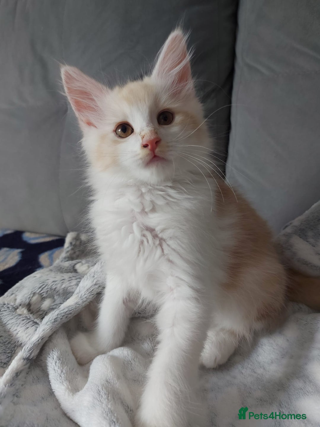 Maine Coon cats for sale: Beautiful X Maine-coon kittens 😸 ♥️ 😍 ❤️ - Image 13