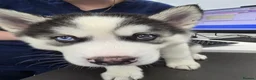 Siberian Husky dogs for sale: EBONY / ARYA SIBERIAN HUSKYS READY TO LEAVE  - Advert 1