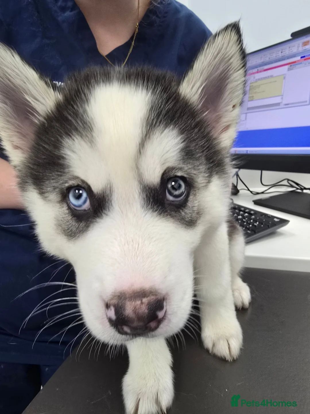 Siberian Husky dogs for sale: EBONY / ARYA SIBERIAN HUSKYS READY TO LEAVE  - Advert 1