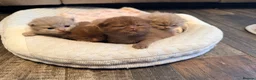 British Shorthair cats for sale: Beautiful GCCF Registered BH Kittens, Choc & Lilac - Advert 3