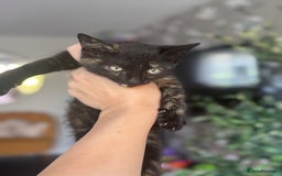 Domestic Shorthair cats for sale: Kittens for sale  - Image 4