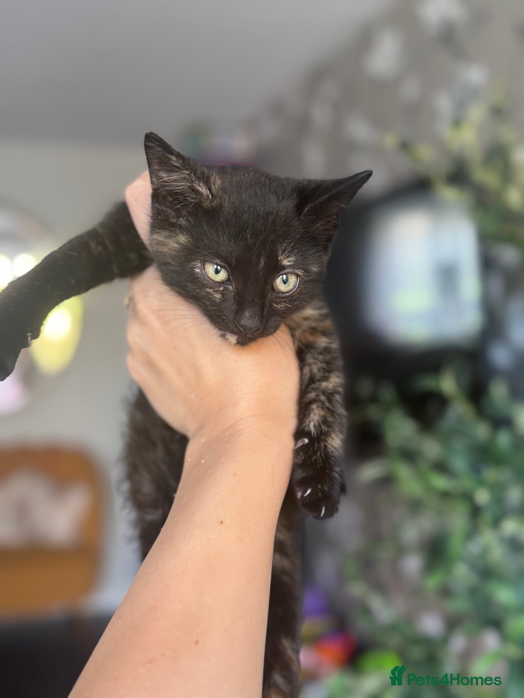Domestic Shorthair cats for sale: Kittens for sale  - Image 4