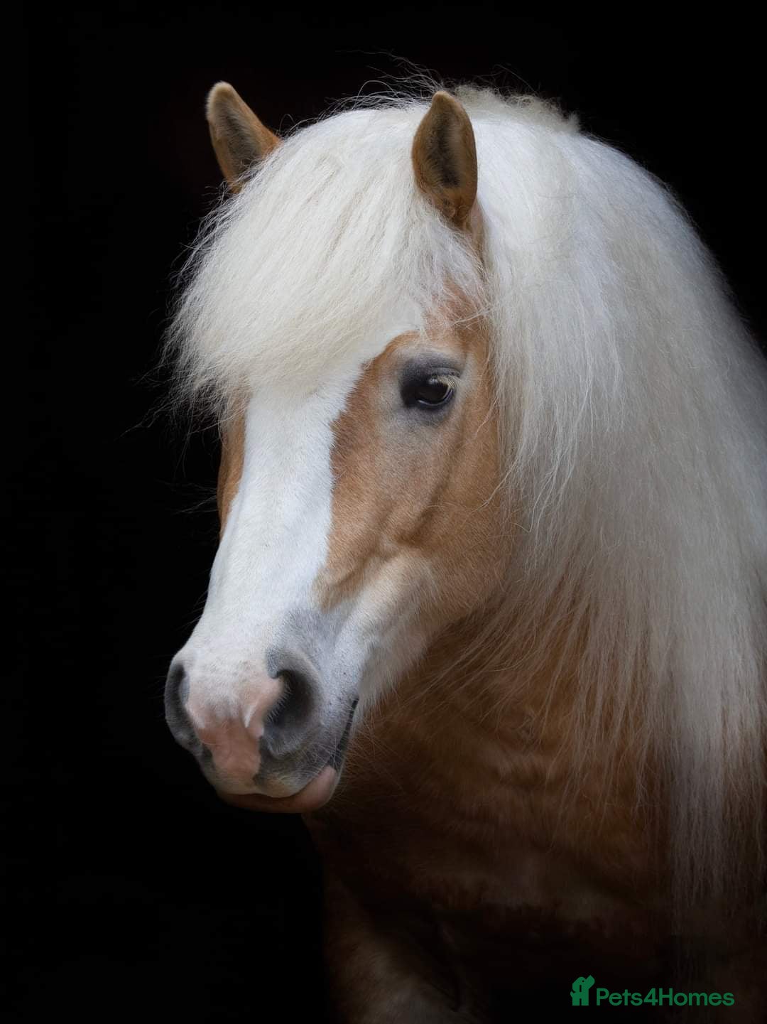 Haflinger horses for sale: Mrs t bird - Advert 2