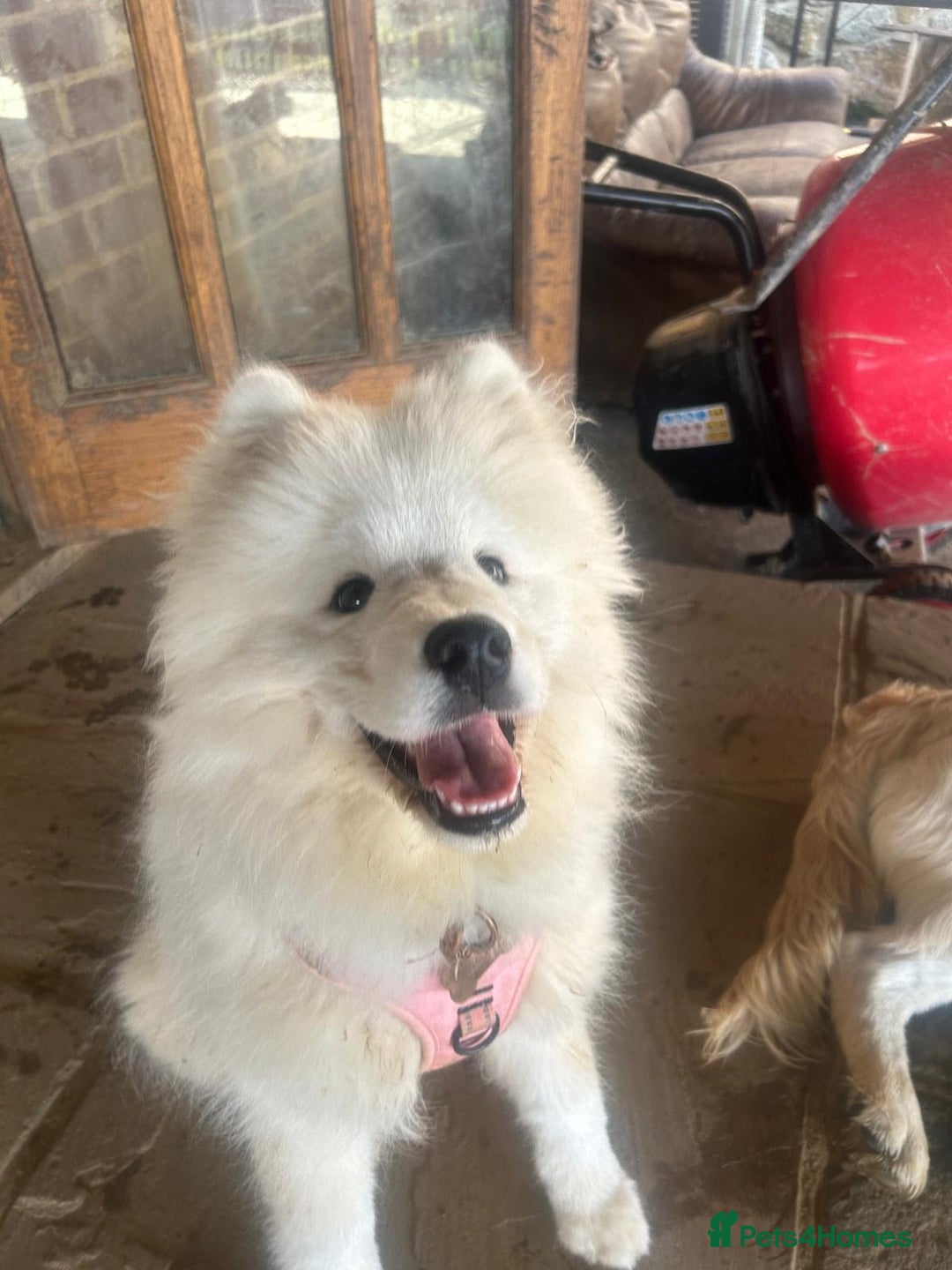 Samoyed dogs for sale: 🐾 Beautiful KC Registered Samoyed – 7 Months Old - Advert 18