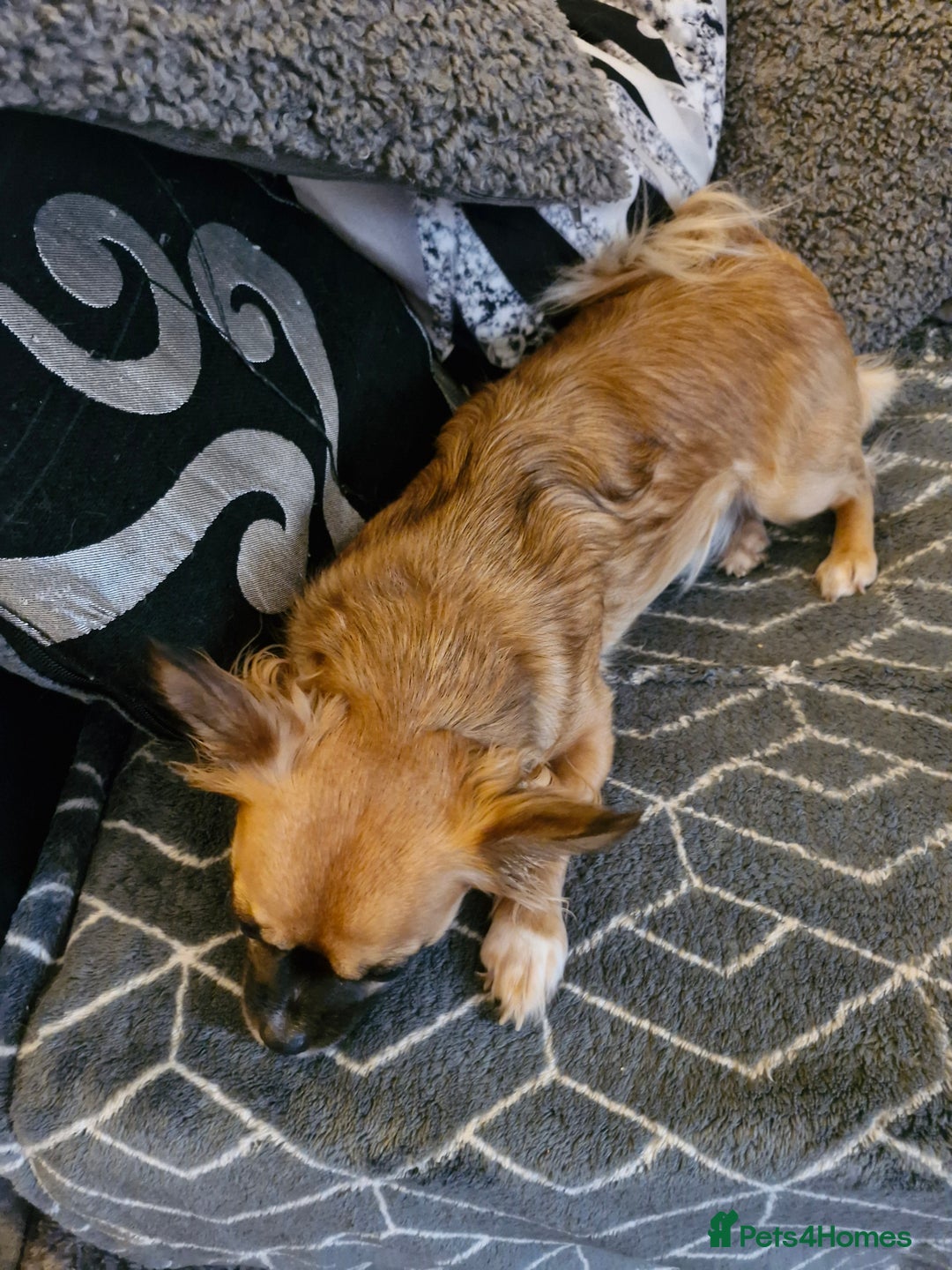 Mixed Breed dogs for sale: Jackawawa - Image 2
