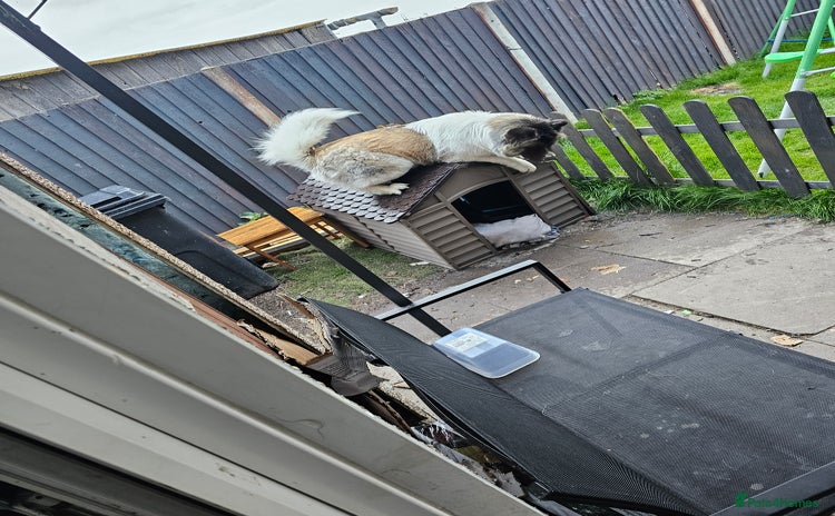 Akita dogs - Advert 4