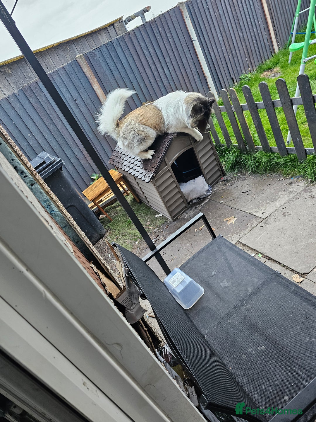 Akita dogs for sale: American akita  - Image 1