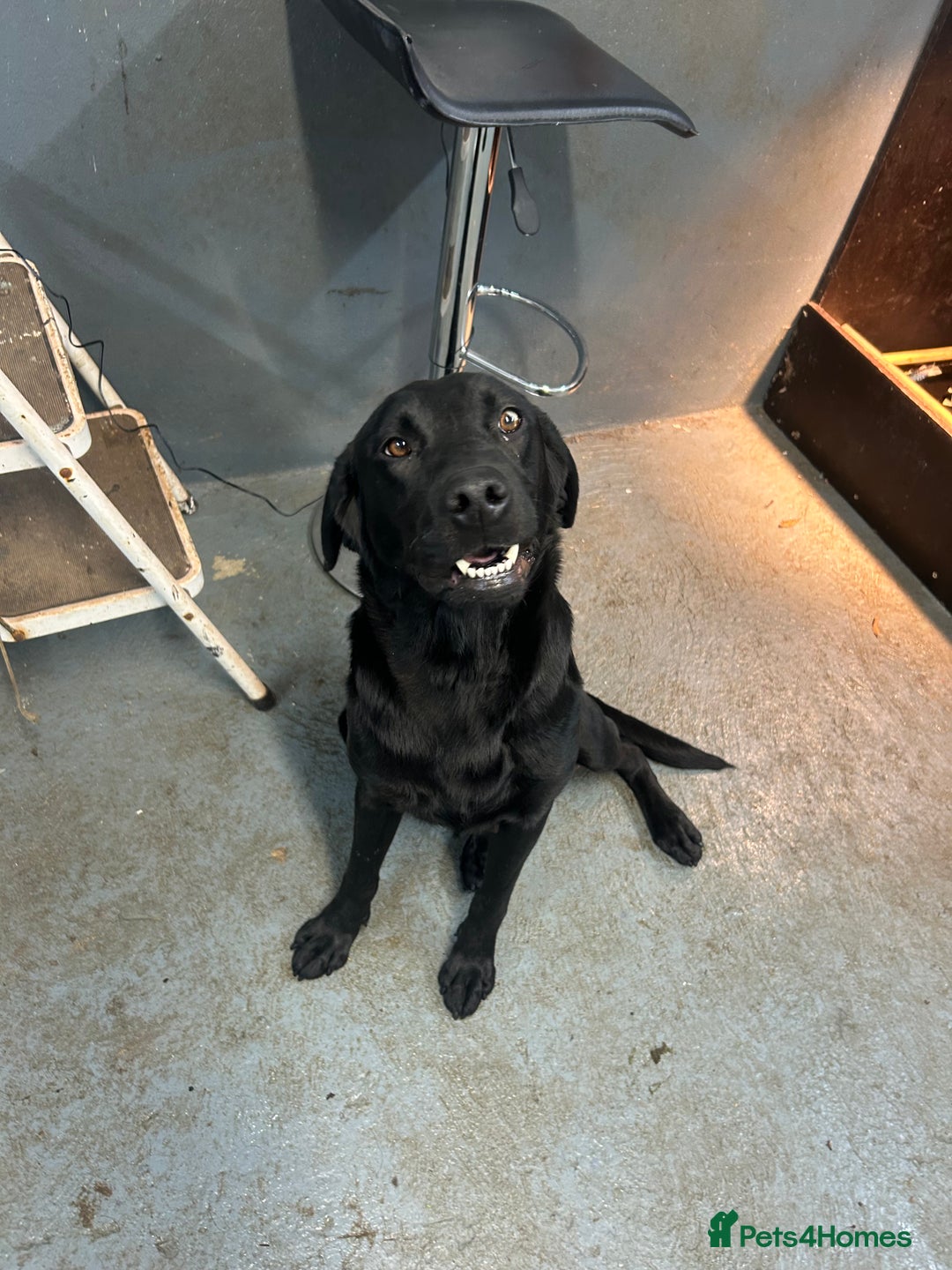 Labrador Retriever dogs for sale: Labrador Pups  - Advert 8