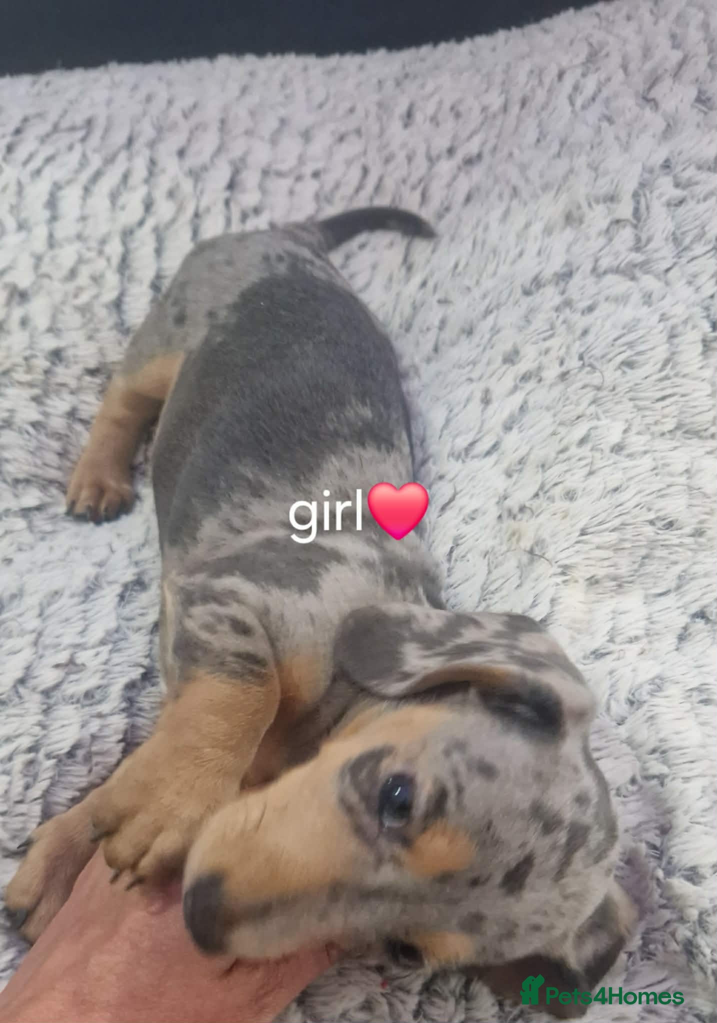 Miniature Dachshund dogs Miniature daschunds - Advert 3