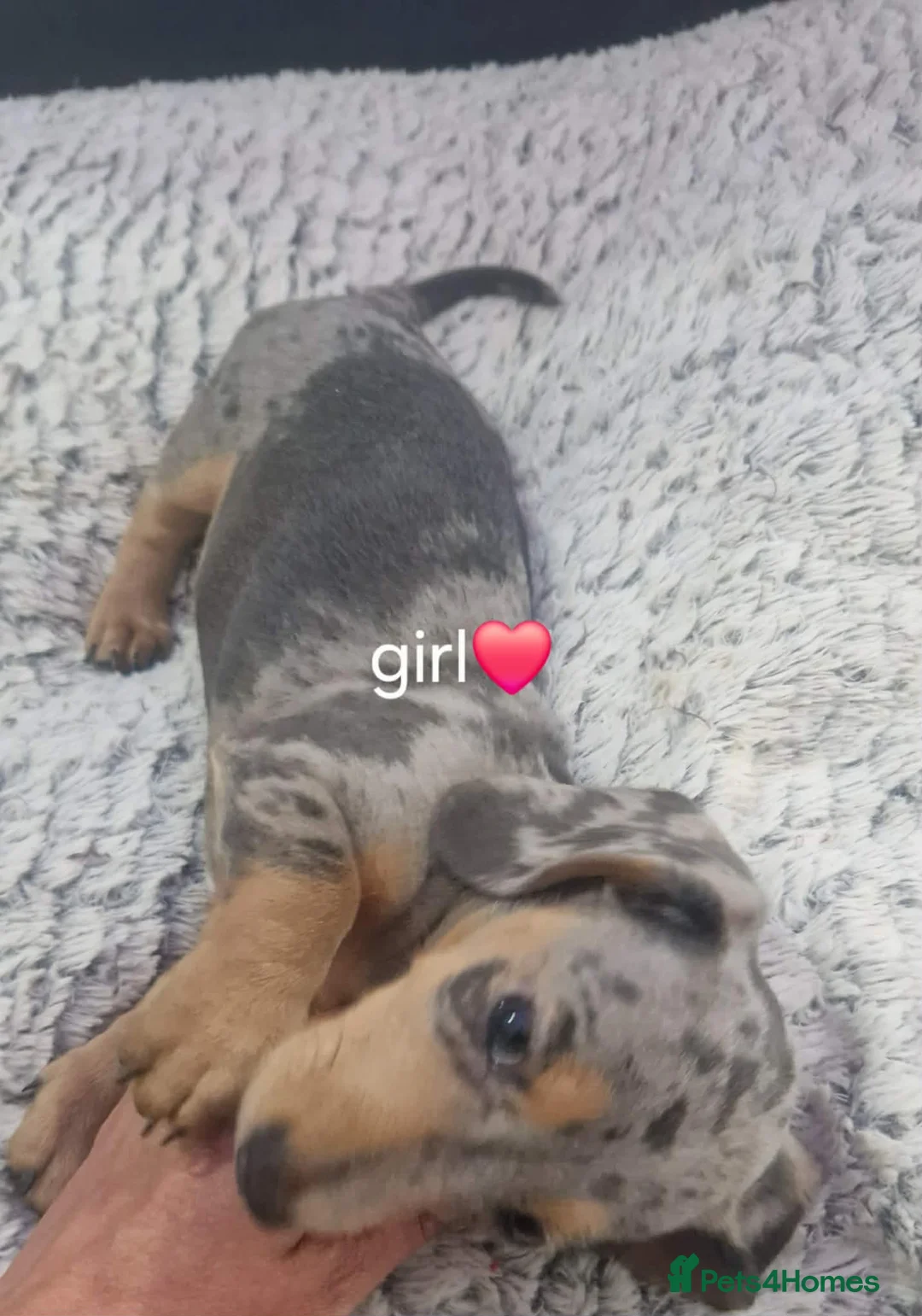 Miniature Dachshund dogs for sale: Miniature daschunds - Advert 1