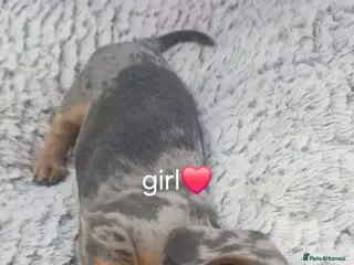 Miniature Dachshund dogs Miniature daschunds - Advert 3