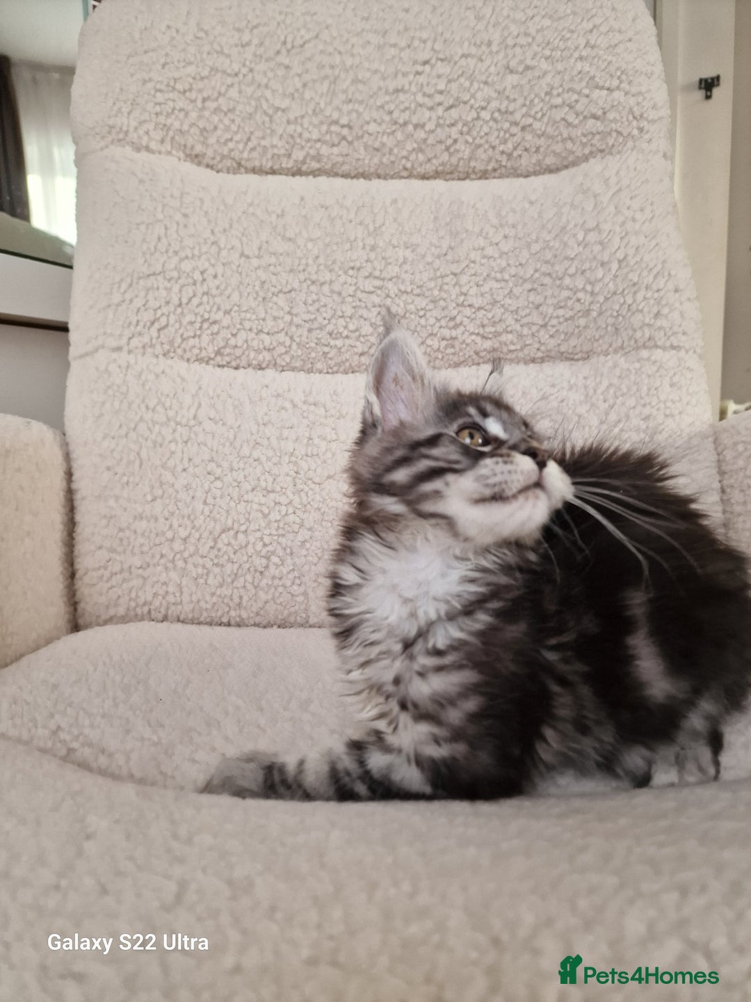 Maine Coon cats for sale: Pure Maine coon - Advert 16