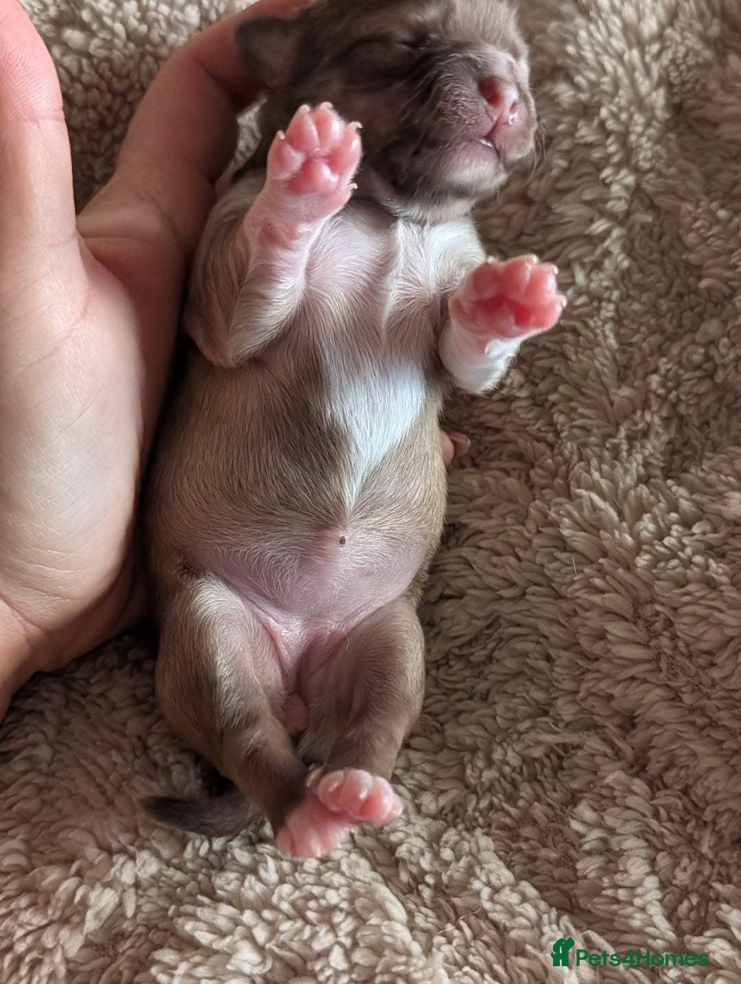 Chihuahua dogs for sale: Gorgeous Chihuahuas looking for their forever home - Advert 11