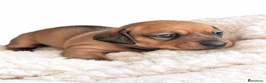 Miniature Dachshund 2