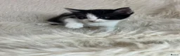 Mixed Breed cats for sale: Mixed kittens  - Advert 11