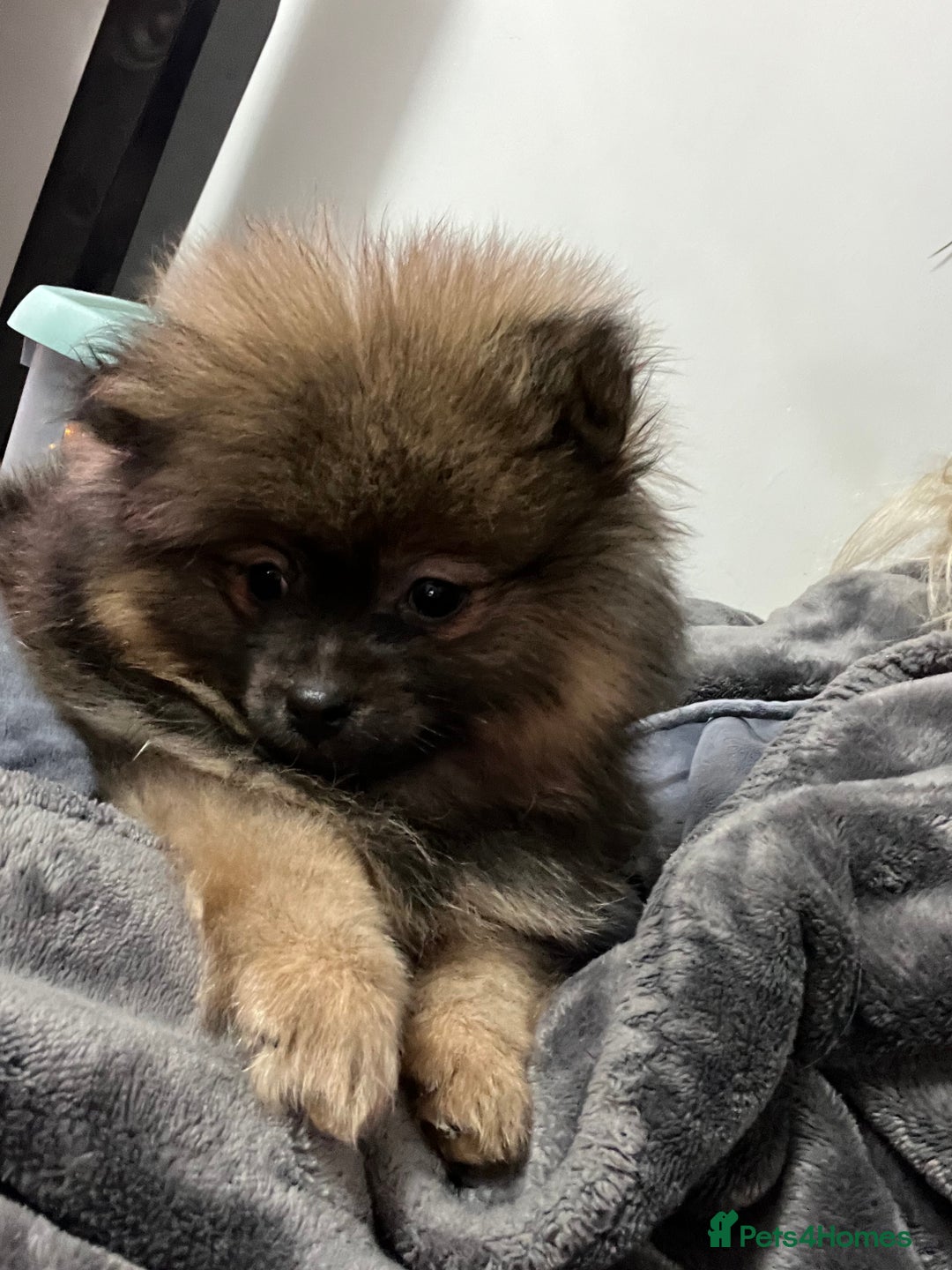 Pomeranian dogs for sale: Last boy Pomeranian  - Advert 6