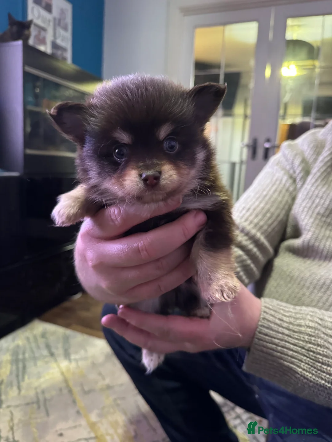 Pomchi dogs for sale: 4 Stunning Pomchi’s  - Advert 5