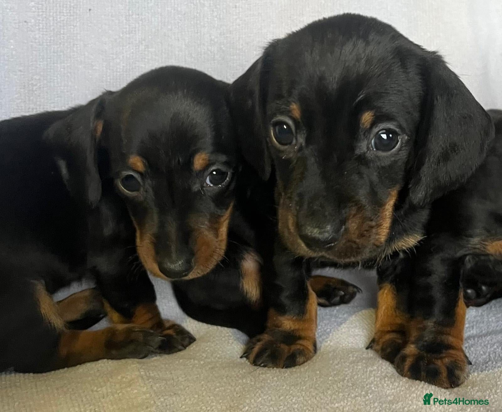 Miniature Dachshund dogs Last little boy miniature dachshund 💙 - Advert 4