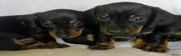Miniature Dachshund dogs for sale: Last little boy miniature dachshund 💙 - Advert 1