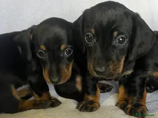 Miniature Dachshund dogs Last little boy miniature dachshund 💙 - Advert 4