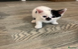Mixed Breed cats for sale: Mixed breed kittens  - Image 22