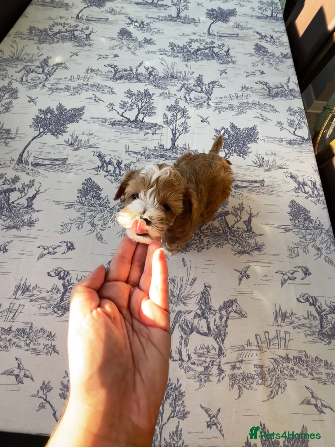 Maltipoo dogs for sale: Miniature F1 Maltipoo Puppies - Image 4