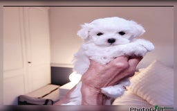 Maltese dogs for sale: Exceptional TINY Maltese pups  - Image 7