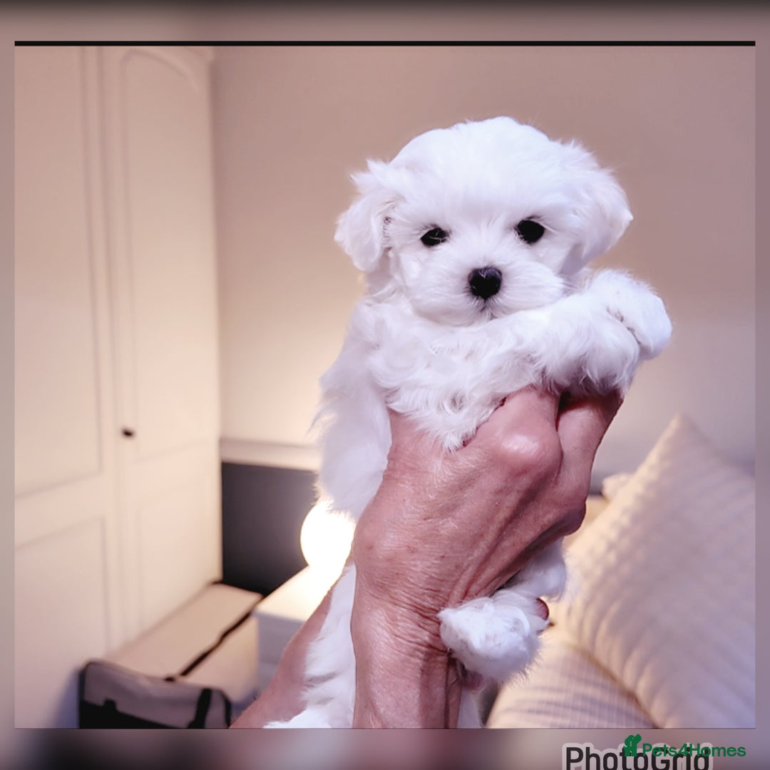 Maltese dogs for sale: Exceptional TINY Maltese pups  - Image 7