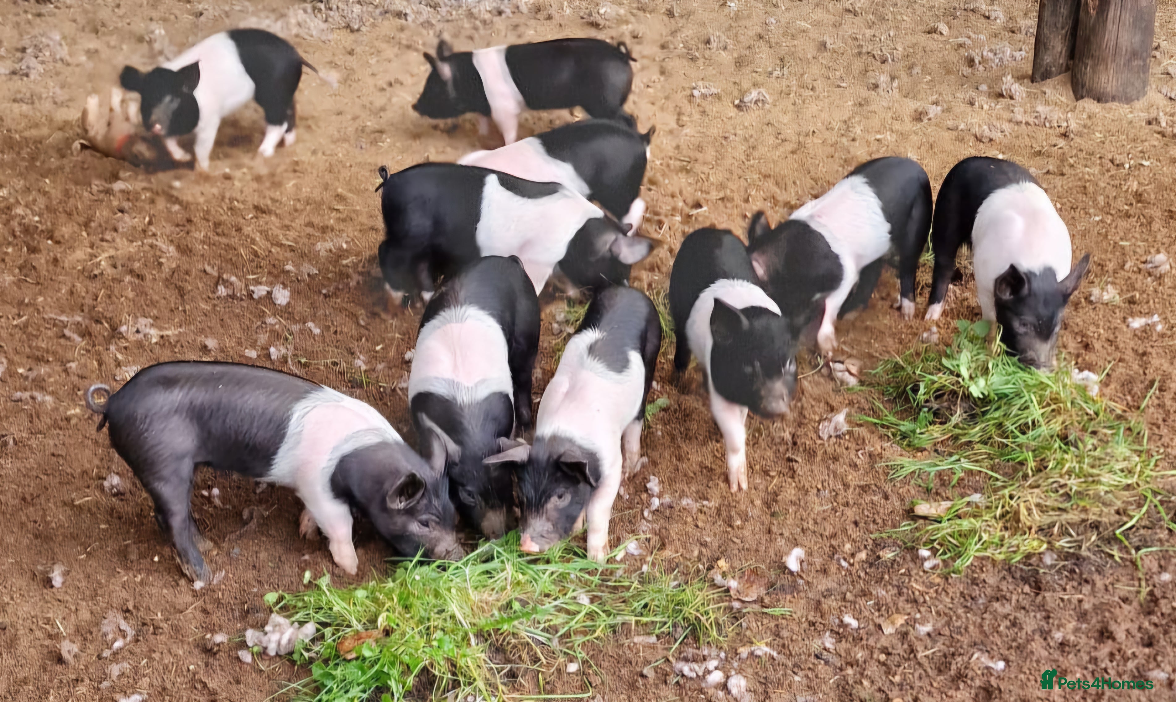 Pig livestock Saddleback x Berkshire weaners - Advert 3