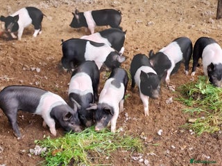 Pig livestock Saddleback x Berkshire weaners - Advert 4