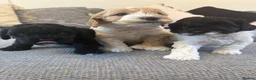 Cavapoo dogs for sale: F1B CAVAPOO PUPPIES - Advert 8