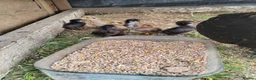 Chickens poultry for sale: Beautiful Hen and 9 baby chicks in Harwich - Advert 2
