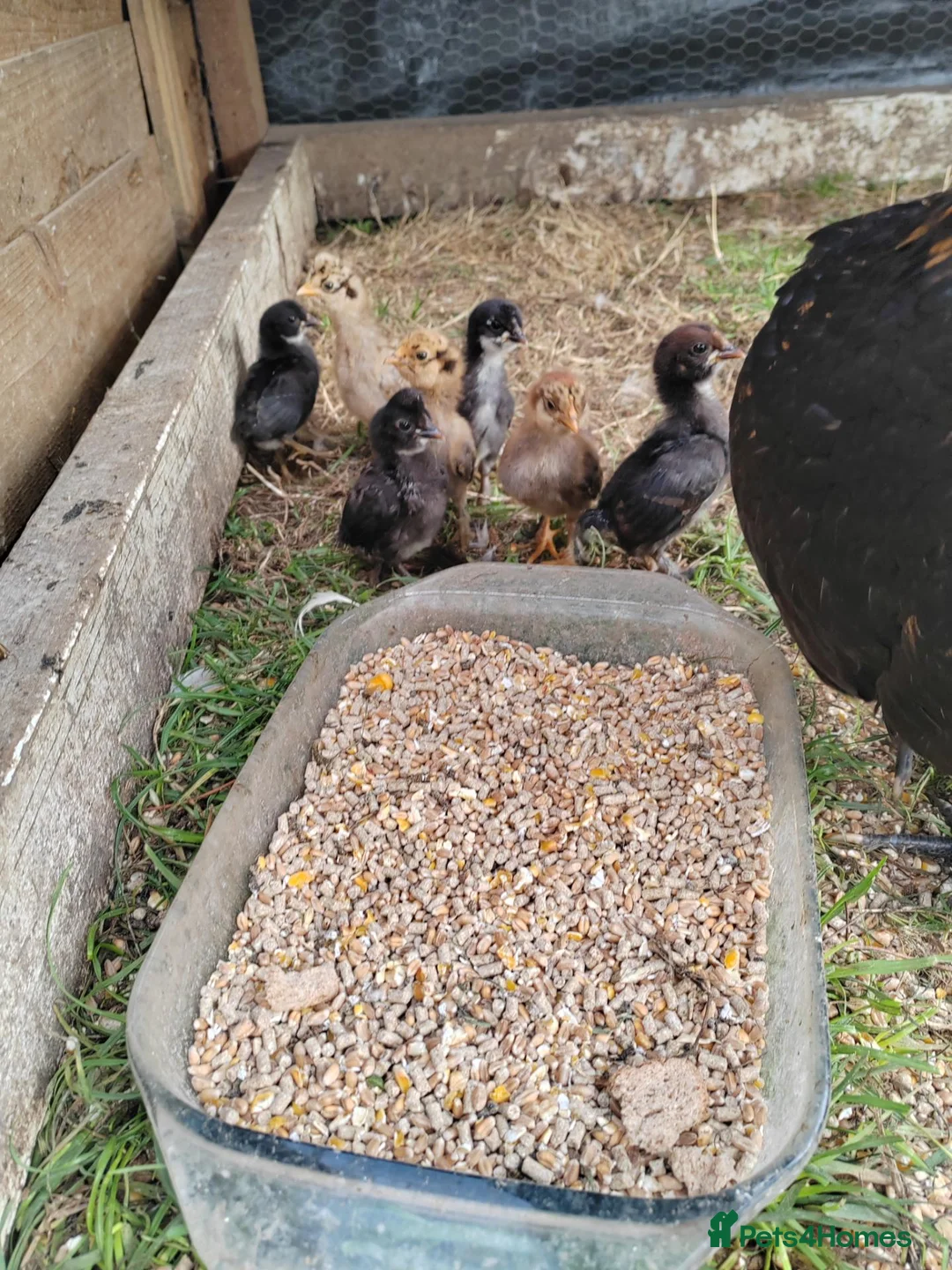 Chickens poultry for sale: Beautiful Hen and 9 baby chicks in Harwich - Advert 2