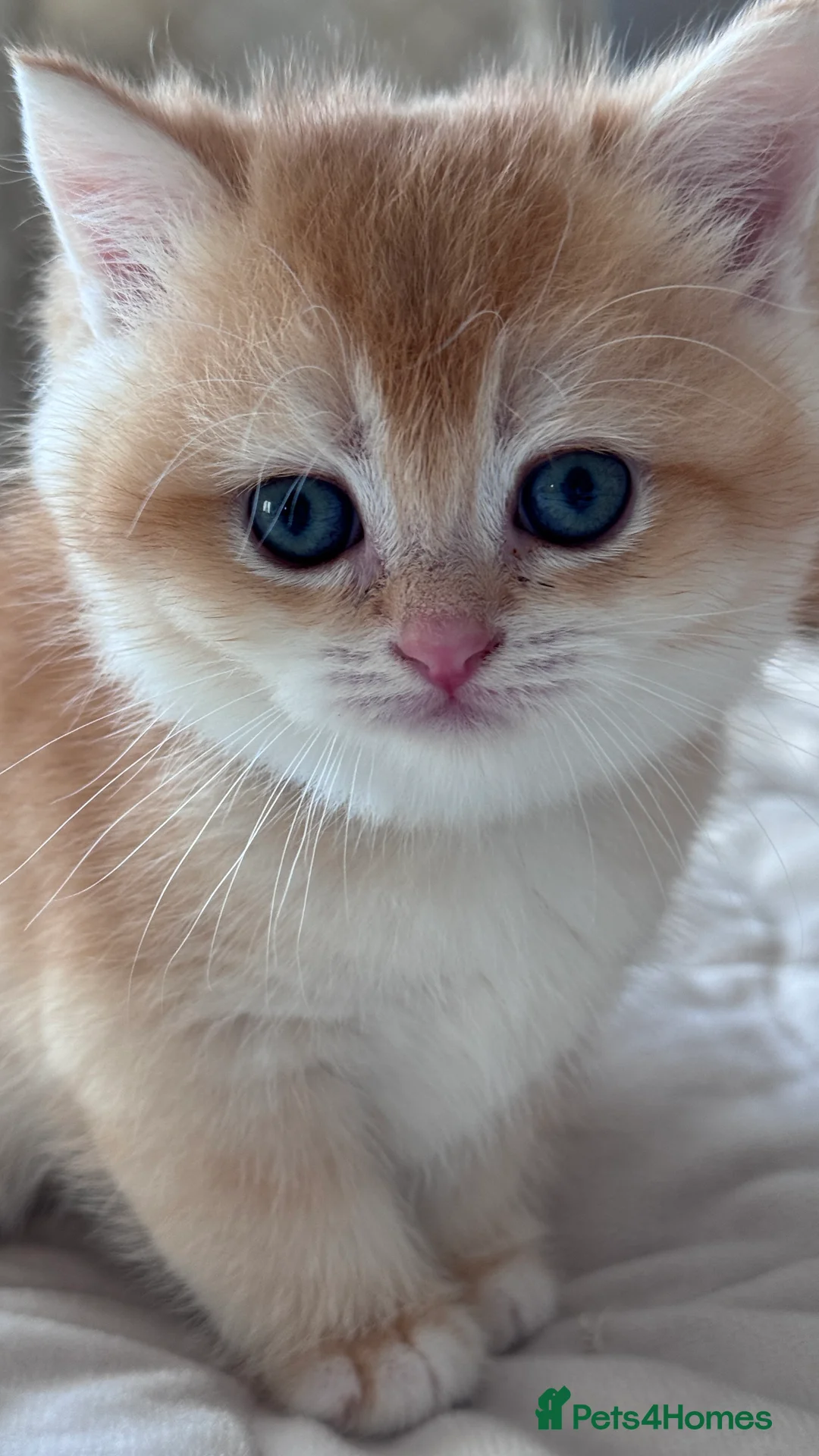 British Shorthair cats for sale: Adorable GCCF BSH BY12 NY12Chocolate Gold kittens  - Advert 13